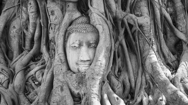 Head of sandstone buddha in tree roots at Wat Mahathat in Ayutthaya, Thailand (black and white)