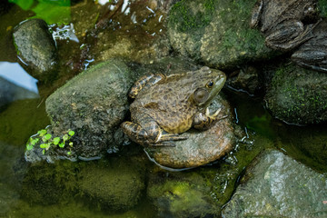 Frog