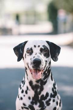 Portrait of a beautiful dalmatian dog looking at camera