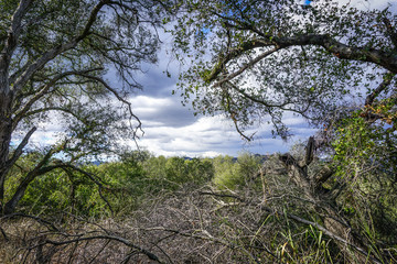 View Framed by Topanga Oak Trees