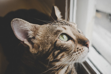 Cat looking out - 166498680
