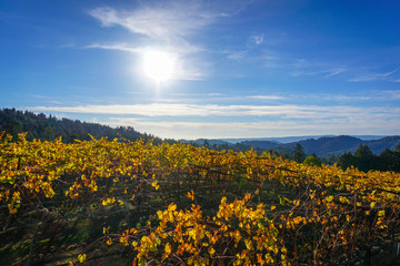 Sun Turns Vineyard Into Gold