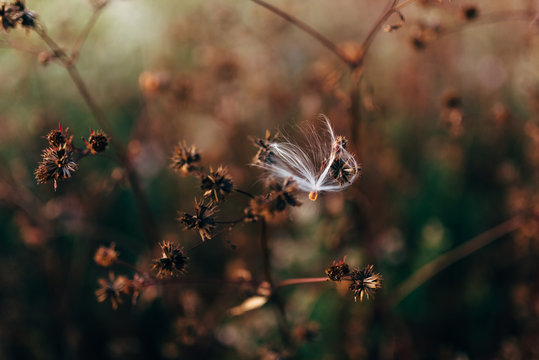 milkweed seed caught in dried thistles