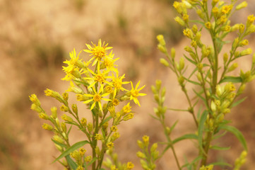 Solidago virgaurea or european goldenrod or woundwort yellow flowers