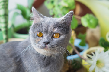 a nice grey cat near cactus flower