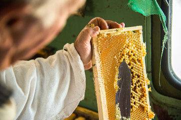 The beekeeper separates the wax from the honeycomb frame.