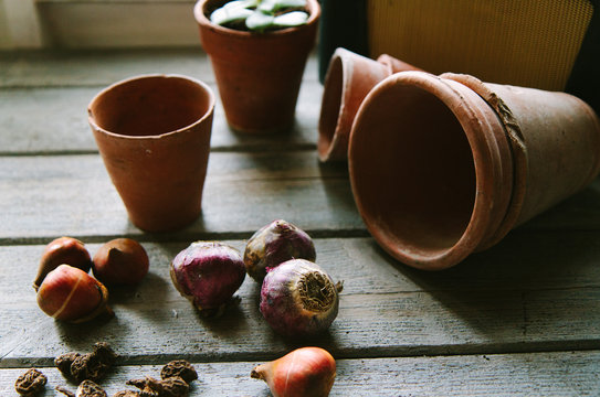Spring bulbs ready to be planted