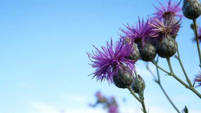 Carduus Nutans Thistle Flower on Background in Field On Meadow. Bee Gather Nectar on Violet Thistle Flower In Garden. Thistle in the Field in Summer. Bee Collecting Pollen On Cirsium Rivulare Flower