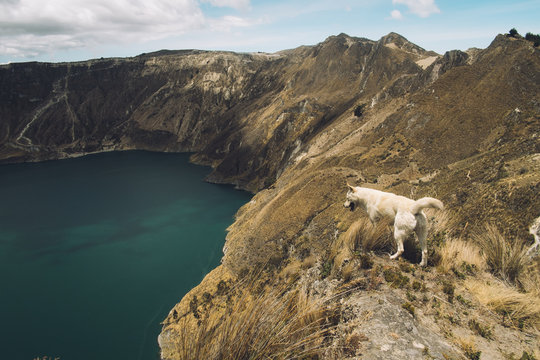 Dog Overlooking Crater Lake