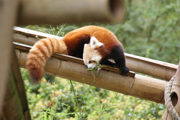 red panda