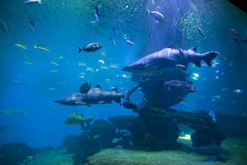 Dangerous sharks and fishes in an aquarium.