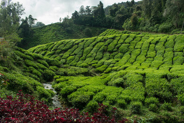 Tea plantation - 166499677