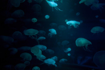 Naklejka na ściany i meble Small jellyfishes illuminated with blue light swimming in aquarium.