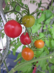 Tomates en grappe