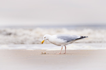 Naklejka premium Möwe auf Krabbenjagd 