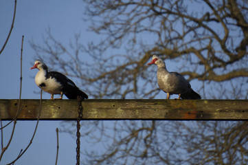 Muscovy ducks perched up high