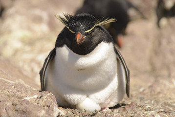 Naklejka premium Rockhopper Penguin