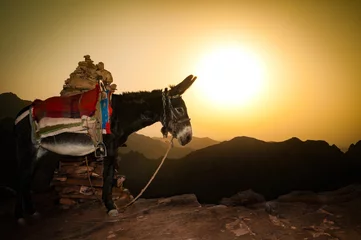 Foto op Plexiglas donkey in mountains of Jordan © Konstantin Yolshin