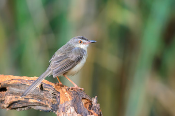 Plain Prinia or White-browed Prinia or Prinia inornata, beautiful bird on branch on green background.