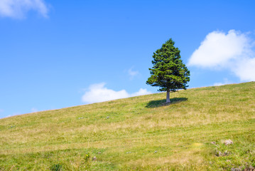 Single pine tree in mountains on horizon