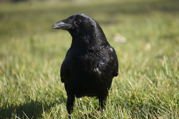 Crow on the grass