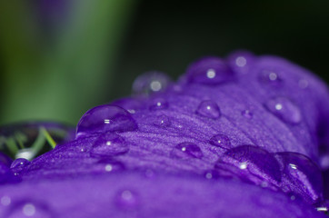 Drops on the flower