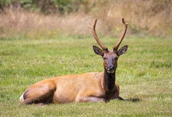 Elk - Redwood National Park, California