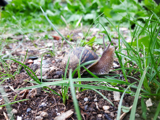 Snail