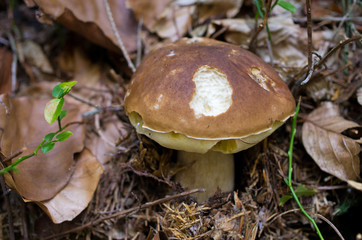 Boletus in the forest