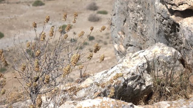 Thistles Clinging to Side of Cliff in Israel 