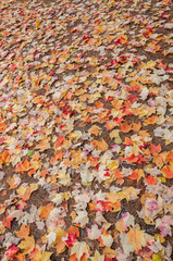 Autumn leaves background