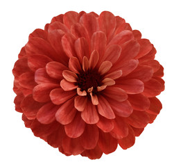 Red  flower  on white isolated background with clipping path  no shadows. Beautiful daisy flower...