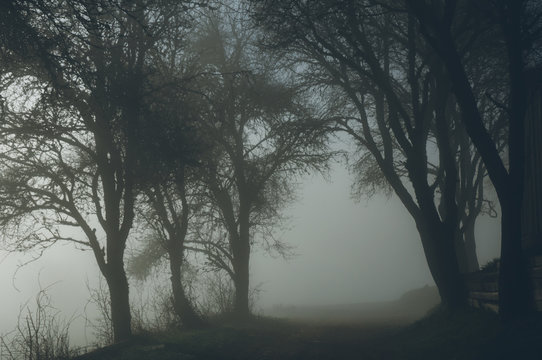 Road heading through the spooky misty forest