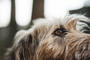 Handsome Rockstar Mutt