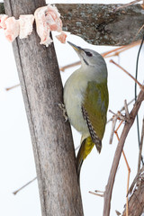 Grey-headed Woodpecker (Picus canus)
