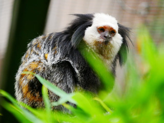 Tamarin