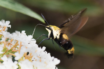 Yellow Hummingbird Moth