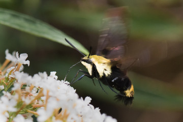 Yellow Hummingbird Moth