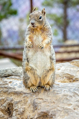Squirrel Grand Canyon National Park