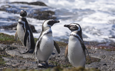 Magallanic Penguin