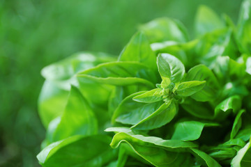 Fresh green basil on blurred background