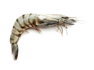 Fresh shrimp on white background