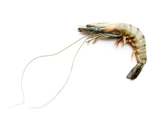 Fresh shrimp on white background