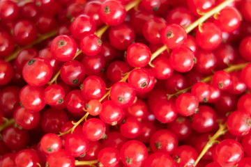 pile of red currant  berries - fruit background