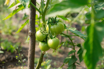 Green tomatoes are growing on the branch