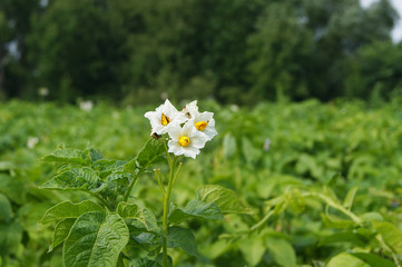 Potatoes, flowers