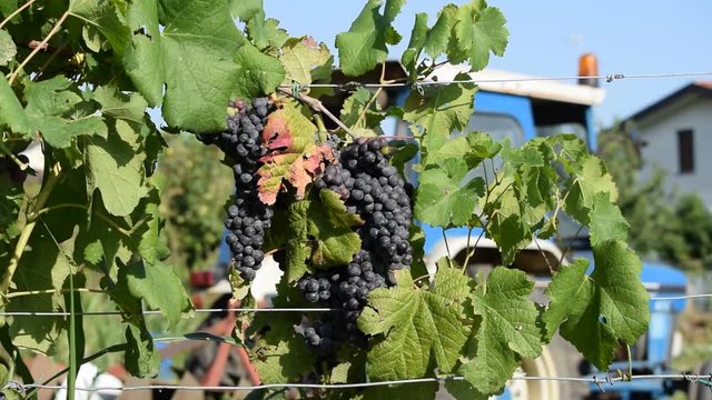 Vindima Vendemmia &Tau;&rho;ύ&gamma;&omicron;&sigmaf; Vitis Vendimia Vendange род 收穫 Harvest 葡萄属 wine video &Aring;rg&aring;ng ヴィンテージ Traubenlese 葡萄酒 Verema בציר Vinsl&auml;ktet Виноград Weinreben 