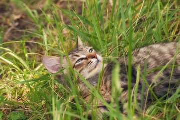 A beautiful striped playing and hunting kitten of unknown breed in the grass in the open air