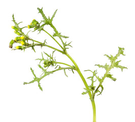 Groundsel (Senecio vulgaris) isolated on white background. Poisonous and medicinal plant