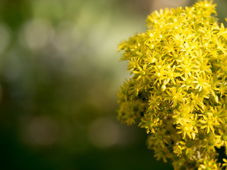 Perfect Flower Background